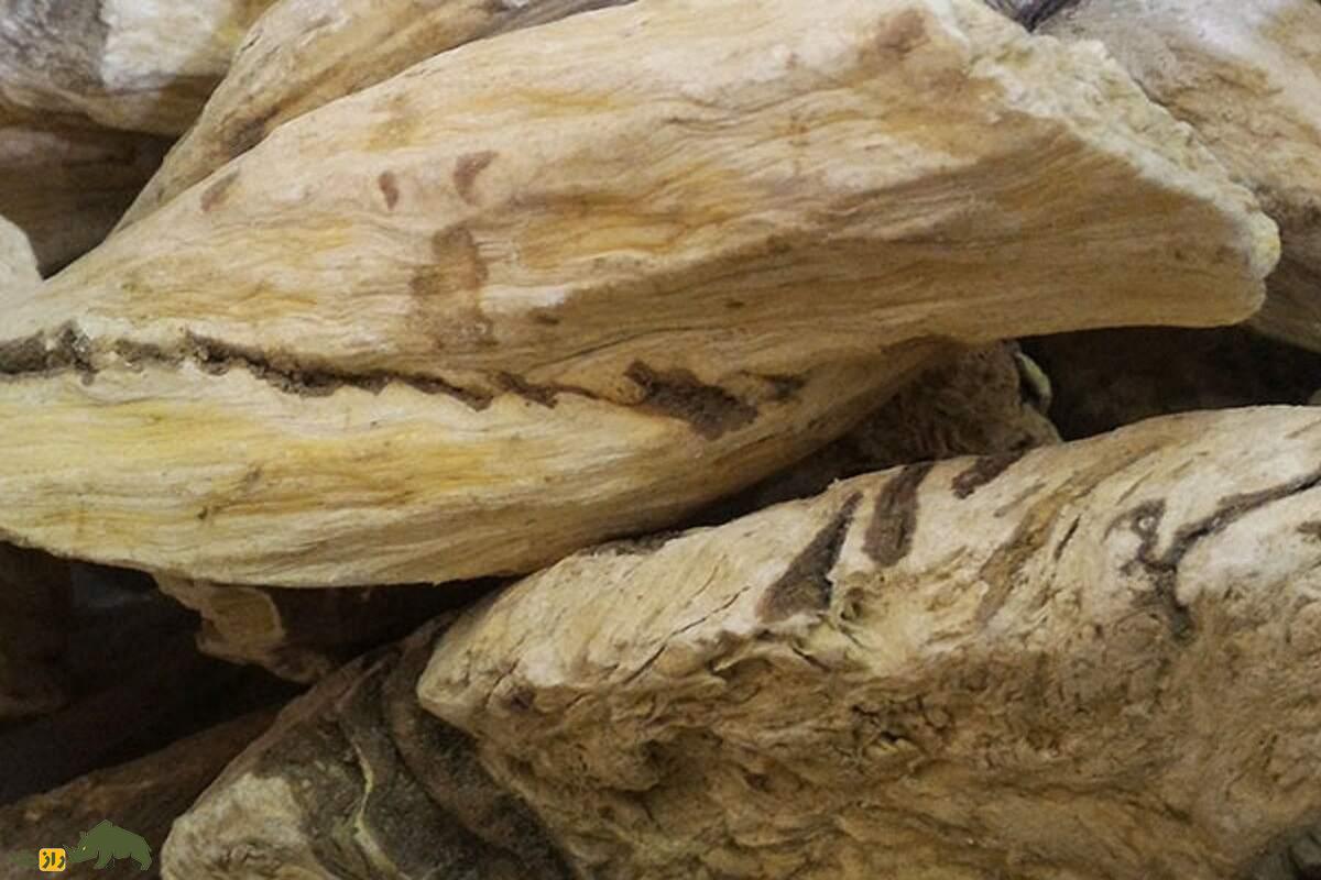 چوبک ایرانی؛ گونه‌ای از چوبک که تنها در ایران رشد می‌کند و ریشه‌اش در ساخت صابون سنتی کاربرد دارد