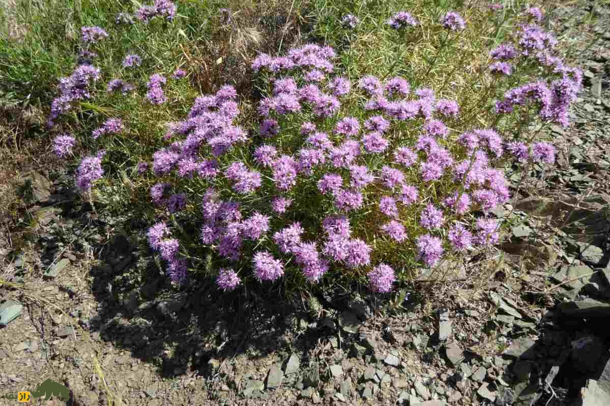 چوبک ایرانی؛ گونه‌ای از چوبک که تنها در ایران رشد می‌کند و ریشه‌اش در ساخت صابون سنتی کاربرد دارد