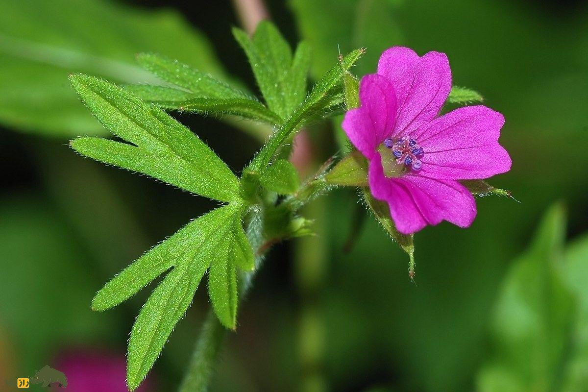 سوزن چوپان پاره پاره؛ یک گیاه زیبا که خونریزی را کاهش می‌دهد و به پرنده «درنا» شباهت دارد