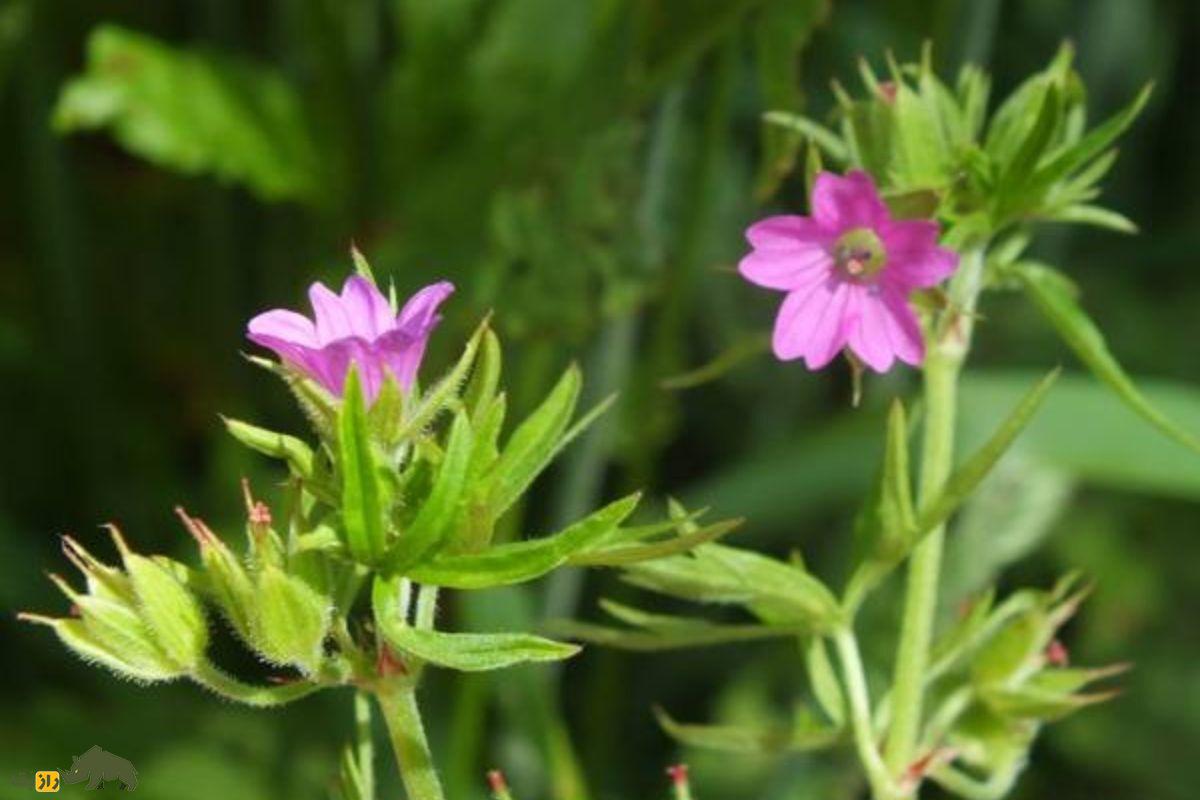 سوزن چوپان پاره پاره؛ یک قابض ملایم گیاهی که خونریزی را کاهش میدهد و به پرنده «درنا» شباهت دارد سوزن چوپان پاره پاره