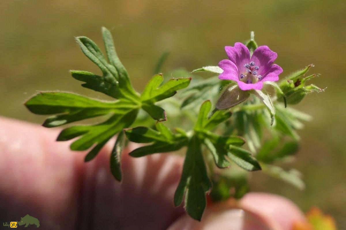 سوزن چوپان پاره پاره؛ یک قابض ملایم گیاهی که خونریزی را کاهش میدهد و به پرنده «درنا» شباهت دارد سوزن چوپان پاره پاره
