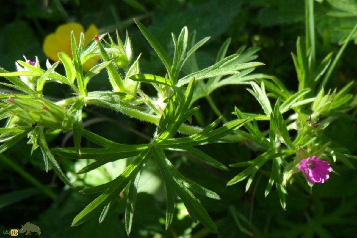 سوزن چوپان پاره پاره؛ یک قابض ملایم گیاهی که خونریزی را کاهش میدهد و به پرنده «درنا» شباهت دارد سوزن چوپان پاره پاره