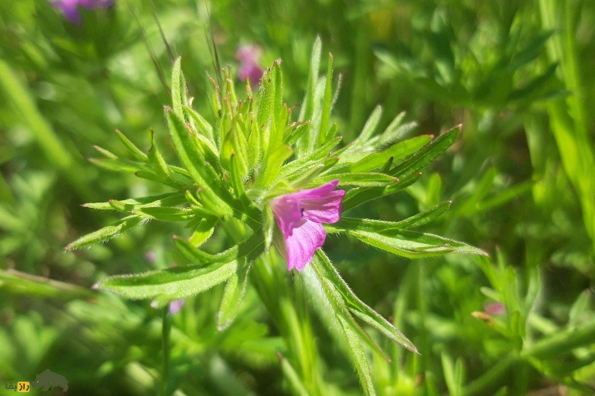 سوزن چوپان پاره پاره؛ یک قابض ملایم گیاهی که خونریزی را کاهش میدهد و به پرنده «درنا» شباهت دارد سوزن چوپان پاره پاره