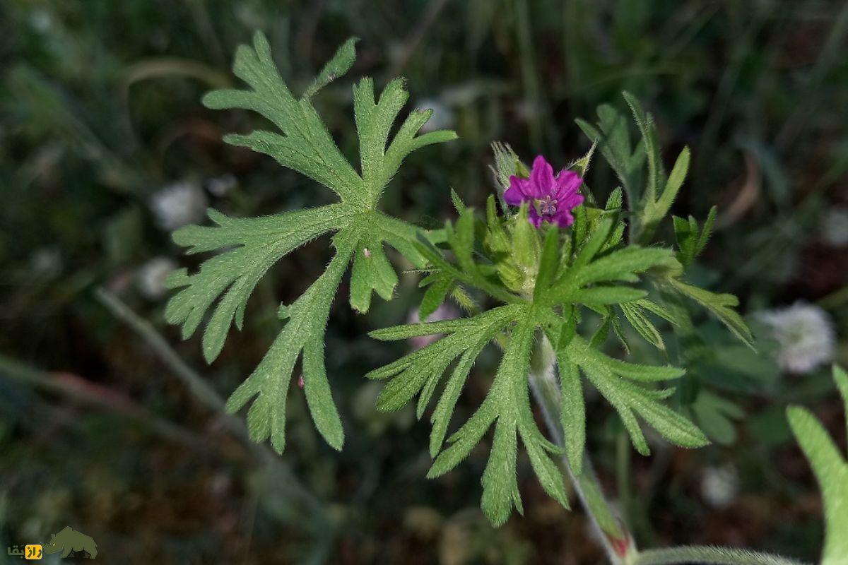سوزن چوپان پاره پاره؛ یک قابض ملایم گیاهی که خونریزی را کاهش میدهد و به پرنده «درنا» شباهت دارد سوزن چوپان پاره پاره