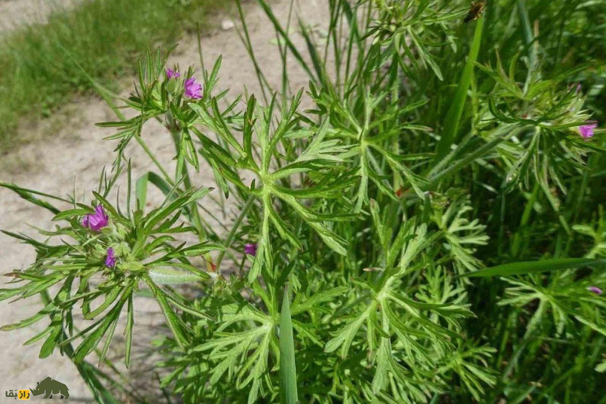 سوزن چوپان پاره پاره؛ یک قابض ملایم گیاهی که خونریزی را کاهش میدهد و به پرنده «درنا» شباهت دارد سوزن چوپان پاره پاره