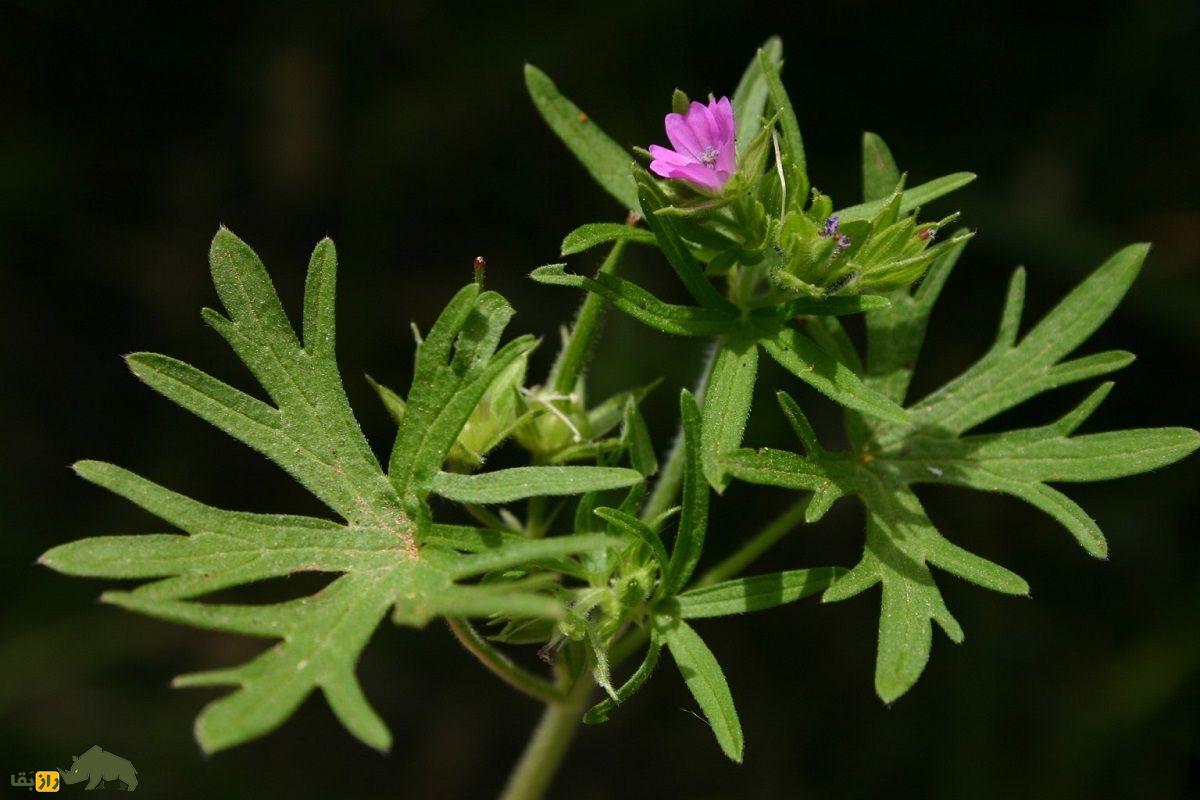 سوزن چوپان پاره پاره؛ یک قابض ملایم گیاهی که خونریزی را کاهش میدهد و به پرنده «درنا» شباهت دارد سوزن چوپان پاره پاره