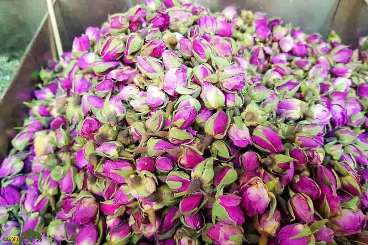 کشت گل محمدی در داراب؛ احیای زمینهای شیبدار و خشک با گلابگیری سنتی و درآمدی پایدار کشت گل محمدی در داراب؛ احیای زمینهای شیبدار و خشک با گلابگیری سنتی و درآمدی پایدار