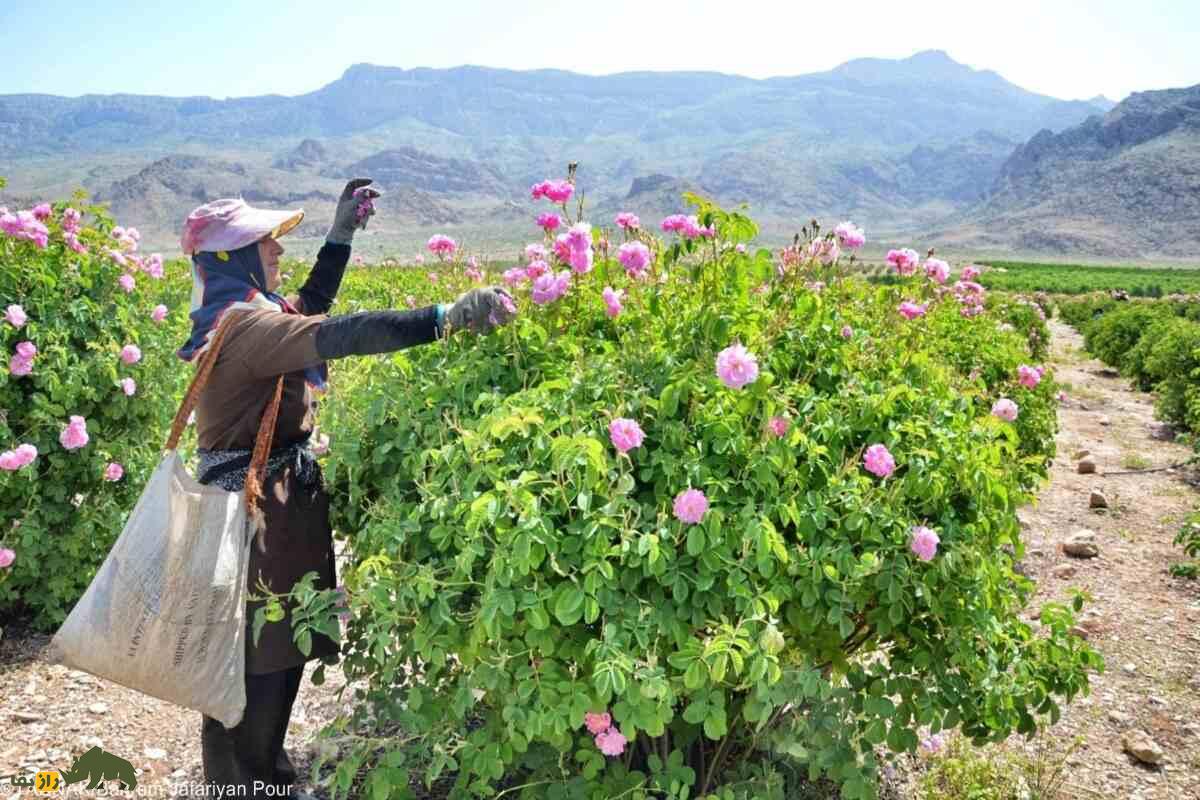 کشت گل محمدی در داراب؛ احیای زمینهای شیبدار و خشک با گلابگیری سنتی و درآمدی پایدار کشت گل محمدی در داراب؛ احیای زمینهای شیبدار و خشک با گلابگیری سنتی و درآمدی پایدار