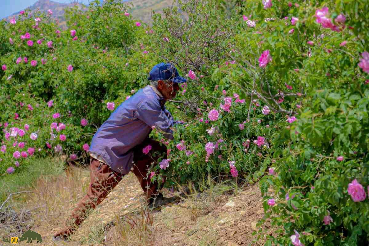کشت گل محمدی در داراب؛ احیای زمینهای شیبدار و خشک با گلابگیری سنتی و درآمدی پایدار کشت گل محمدی در داراب؛ احیای زمینهای شیبدار و خشک با گلابگیری سنتی و درآمدی پایدار