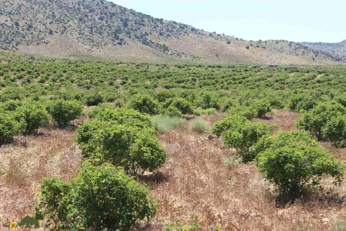 کشت گل محمدی در داراب؛ احیای زمینهای شیبدار و خشک با گلابگیری سنتی و درآمدی پایدار کشت گل محمدی در داراب؛ احیای زمینهای شیبدار و خشک با گلابگیری سنتی و درآمدی پایدار