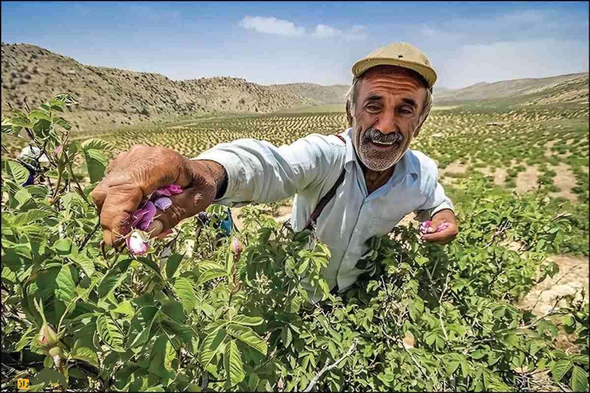 کشت گل محمدی در داراب؛ احیای زمینهای شیبدار و خشک با گلابگیری سنتی و درآمدی پایدار کشت گل محمدی در داراب؛ احیای زمینهای شیبدار و خشک با گلابگیری سنتی و درآمدی پایدار