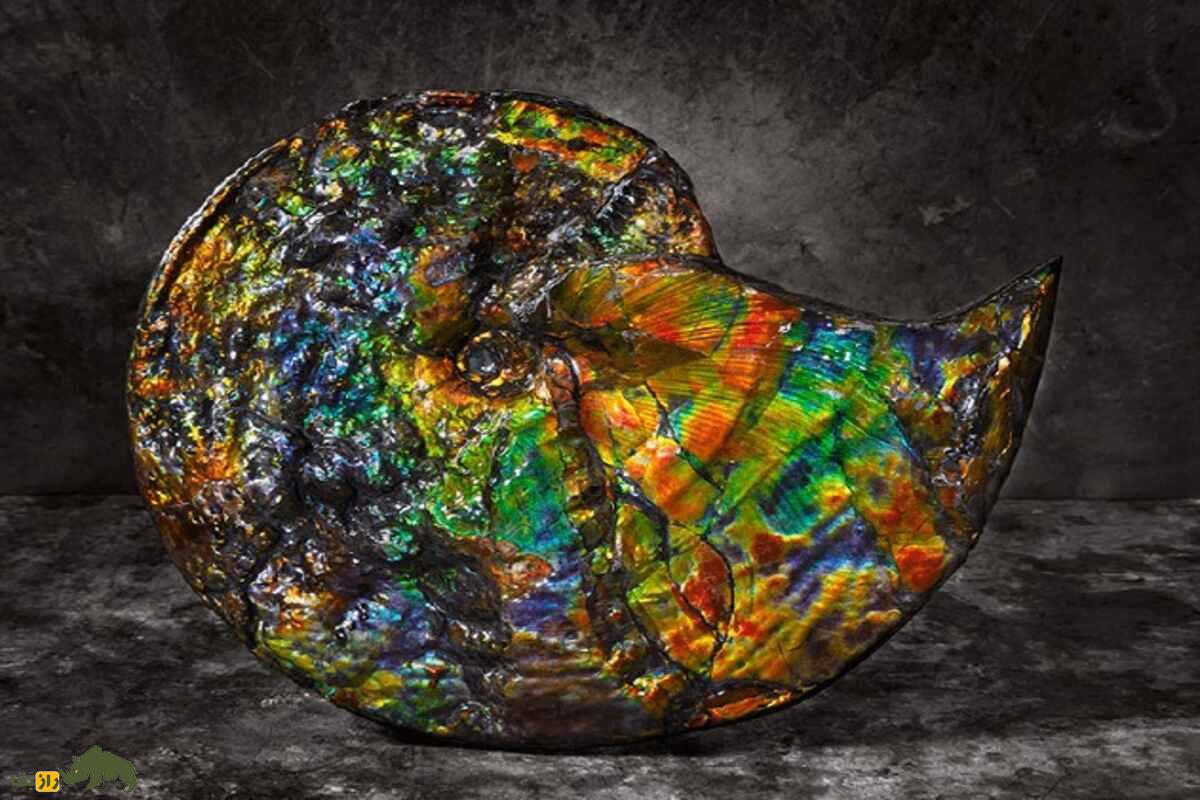 آمولیت؛ کشف نادرترین سنگ قیمتی جهان با منشأ فسیلی، رنگینکمانی و ارزش میلیونی آمولیت؛ کشف نادرترین سنگ قیمتی جهان با منشأ فسیلی، رنگینکمانی و ارزش میلیونی