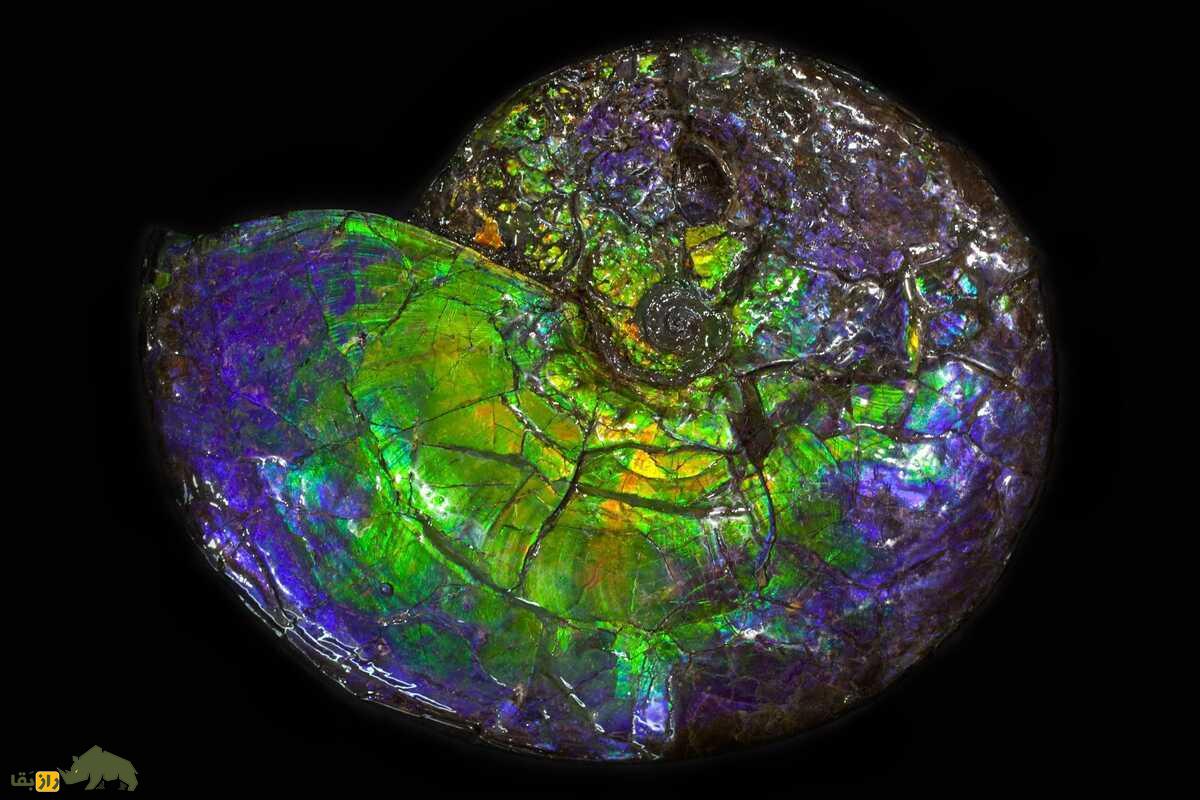 آمولیت؛ کشف نادرترین سنگ قیمتی جهان با منشأ فسیلی، رنگینکمانی و ارزش میلیونی آمولیت؛ کشف نادرترین سنگ قیمتی جهان با منشأ فسیلی، رنگینکمانی و ارزش میلیونی