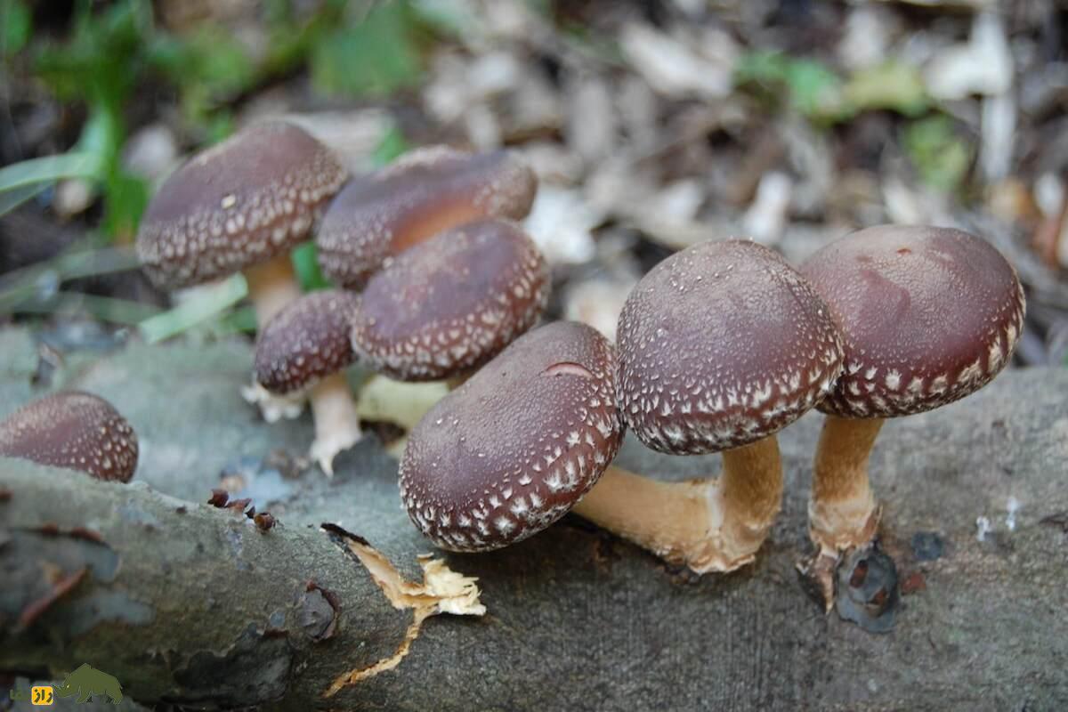 قارچ شیتاکه؛ بهترین قارچ دارویی و خوراکی برای تقویت سیستم ایمنی و سلامتی که کاشت آن سود زیادی دارد