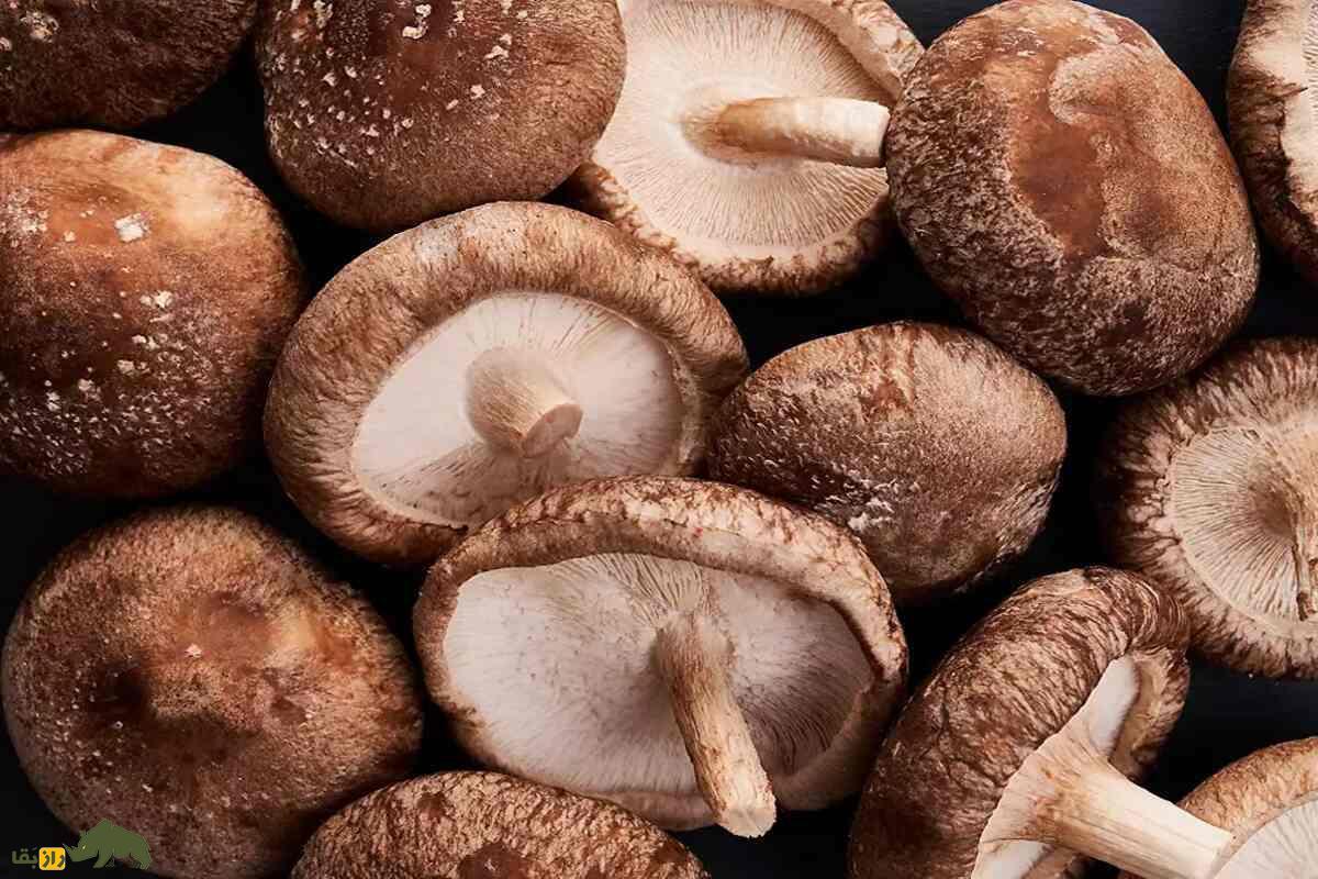قارچ شیتاکه؛ بهترین قارچ دارویی و خوراکی برای تقویت سیستم ایمنی و سلامتی کامل قارچ شیتاکه؛ بهترین قارچ دارویی و خوراکی برای تقویت سیستم ایمنی و سلامتی کامل