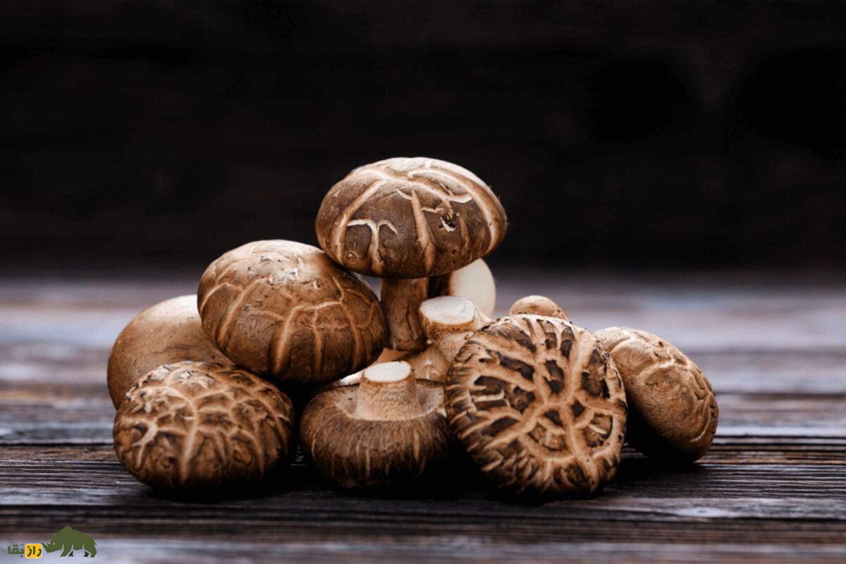 قارچ شیتاکه؛ بهترین قارچ دارویی و خوراکی برای تقویت سیستم ایمنی و سلامتی کامل قارچ شیتاکه؛ بهترین قارچ دارویی و خوراکی برای تقویت سیستم ایمنی و سلامتی کامل