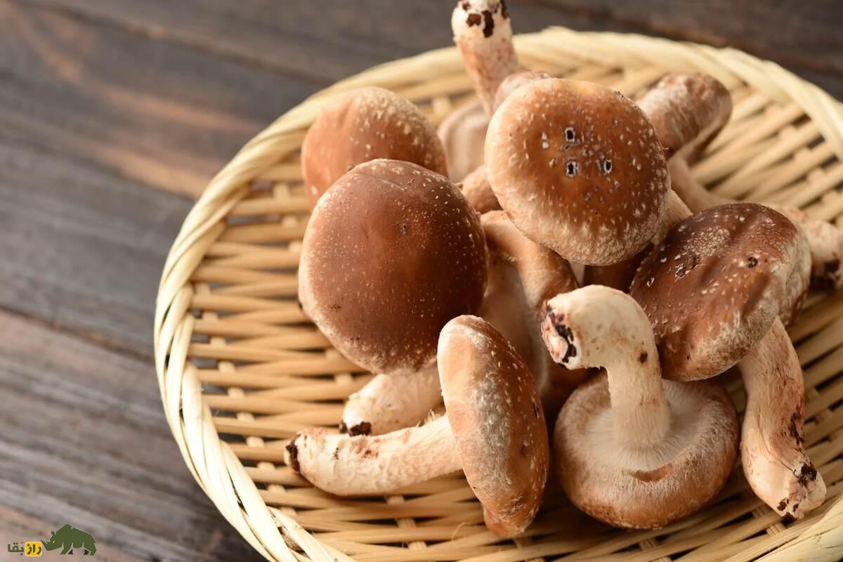 قارچ شیتاکه؛ بهترین قارچ دارویی و خوراکی برای تقویت سیستم ایمنی و سلامتی کامل قارچ شیتاکه؛ بهترین قارچ دارویی و خوراکی برای تقویت سیستم ایمنی و سلامتی کامل