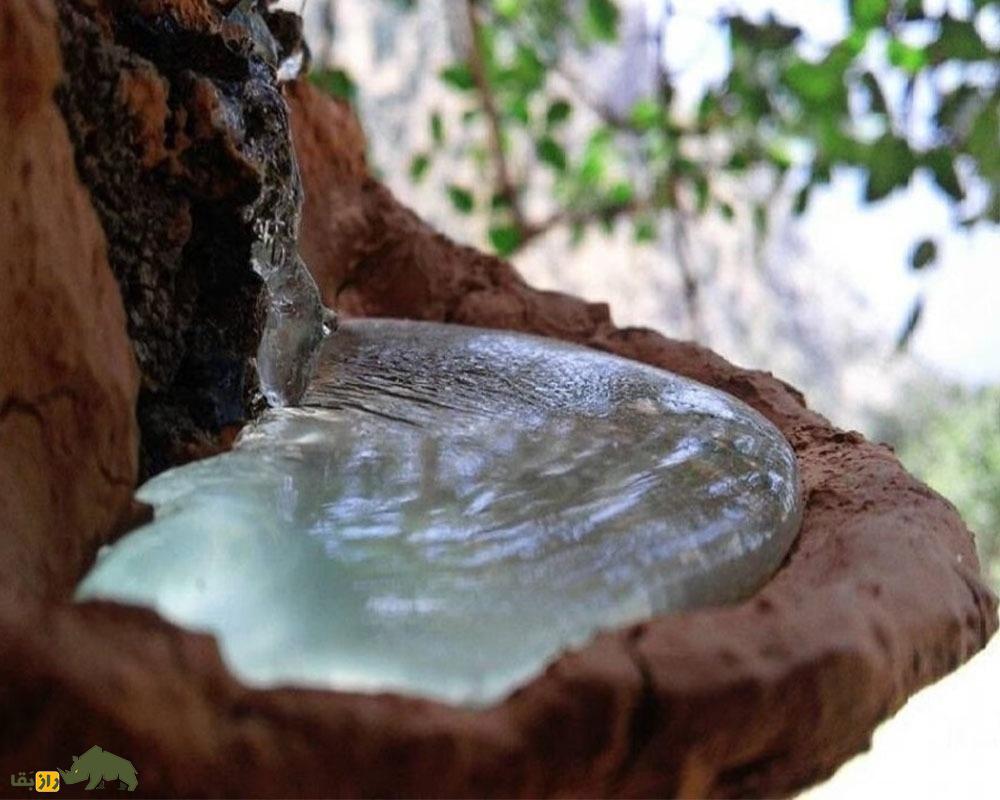 آدامس کُردی یا سقز
