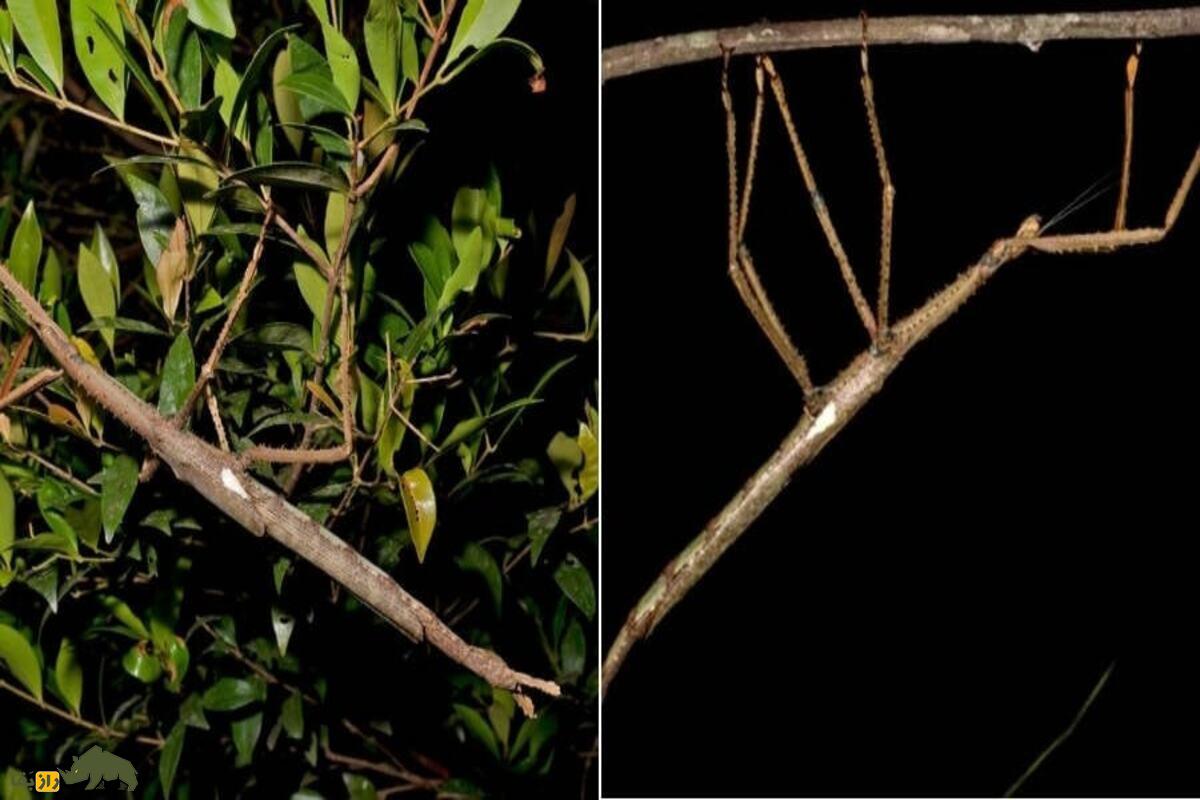 کشف حشره چوبی غولپیکر در استرالیا؛ سنگینترین و بزرگترین حشره دنیا ثبتشد کشف حشره چوبی غولپیکر در استرالیا؛ سنگینترین و بزرگترین حشره دنیا ثبتشد