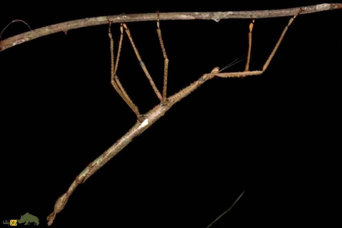 کشف حشره چوبی غولپیکر در استرالیا؛ سنگینترین و بزرگترین حشره دنیا ثبتشد کشف حشره چوبی غولپیکر در استرالیا؛ سنگینترین و بزرگترین حشره دنیا ثبتشد