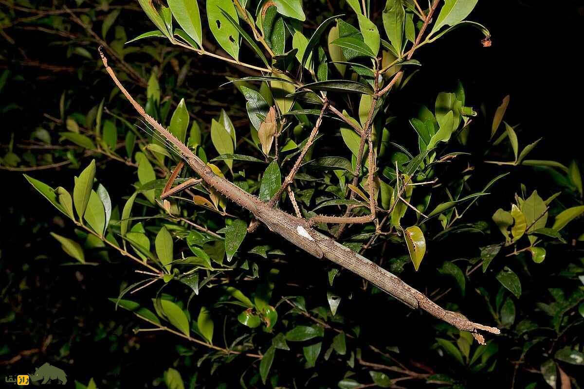 کشف حشره چوبی غولپیکر در استرالیا؛ سنگینترین و بزرگترین حشره دنیا ثبتشد کشف حشره چوبی غولپیکر در استرالیا؛ سنگینترین و بزرگترین حشره دنیا ثبتشد