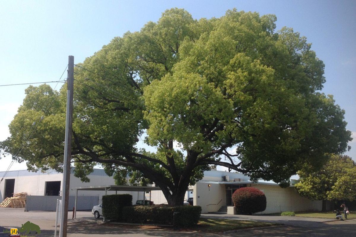 درخت کافور؛ درختی آسیایی که کافور تولید میکند و به عقیده برخی ارواح خبیث را دفع میکند درخت کافور