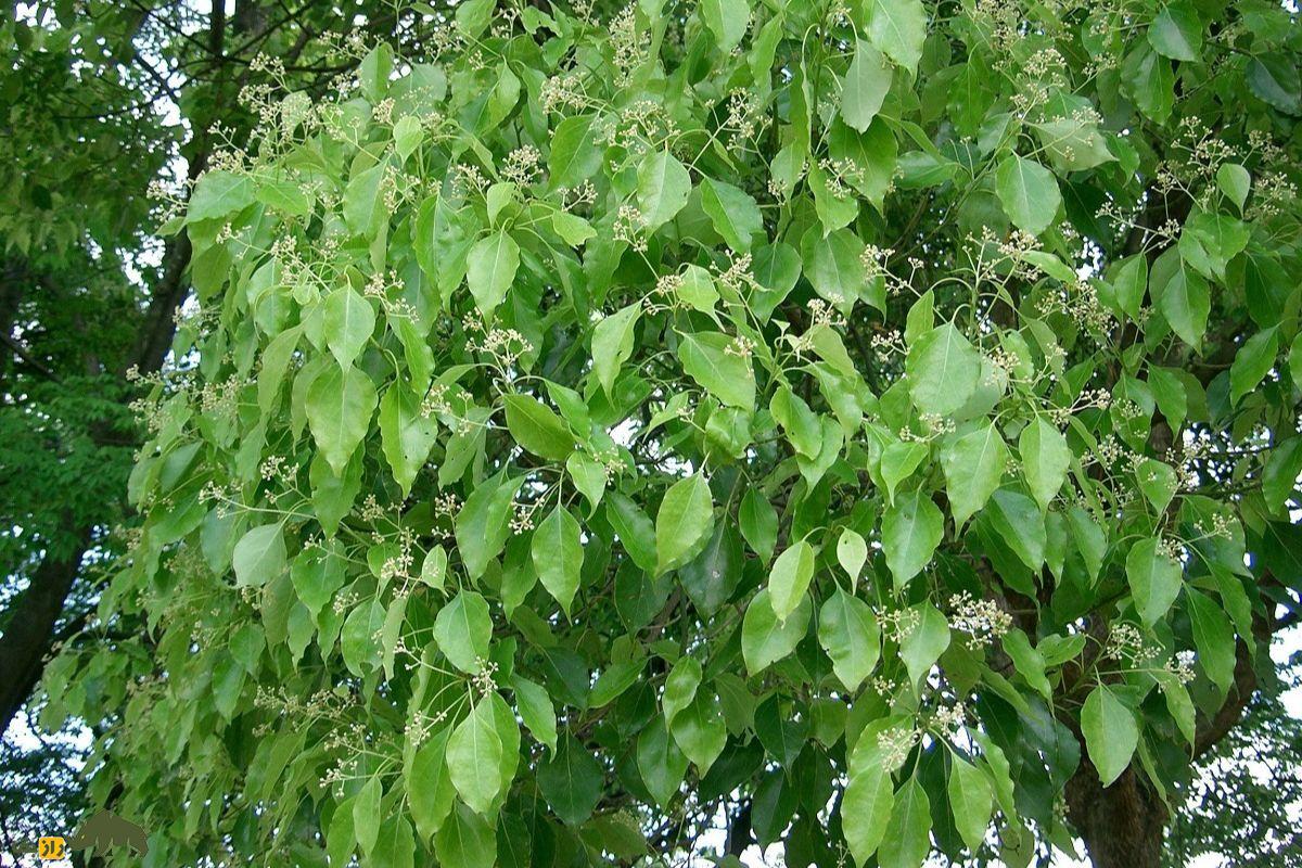 درخت کافور؛ درختی آسیایی که کافور تولید میکند و به عقیده برخی ارواح خبیث را دفع میکند درخت کافور