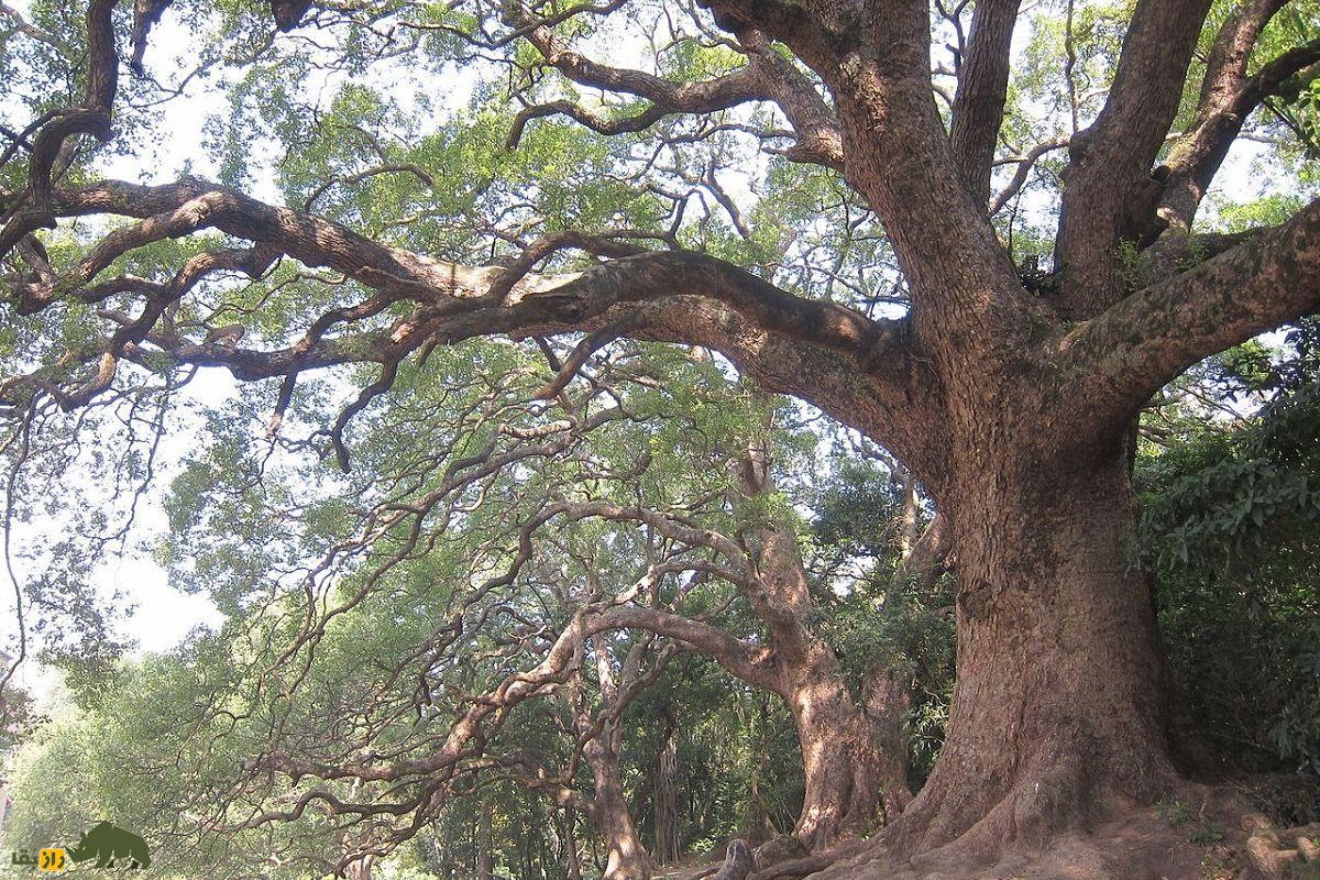 درخت کافور؛ درختی آسیایی که کافور تولید میکند و به عقیده برخی ارواح خبیث را دفع میکند درخت کافور
