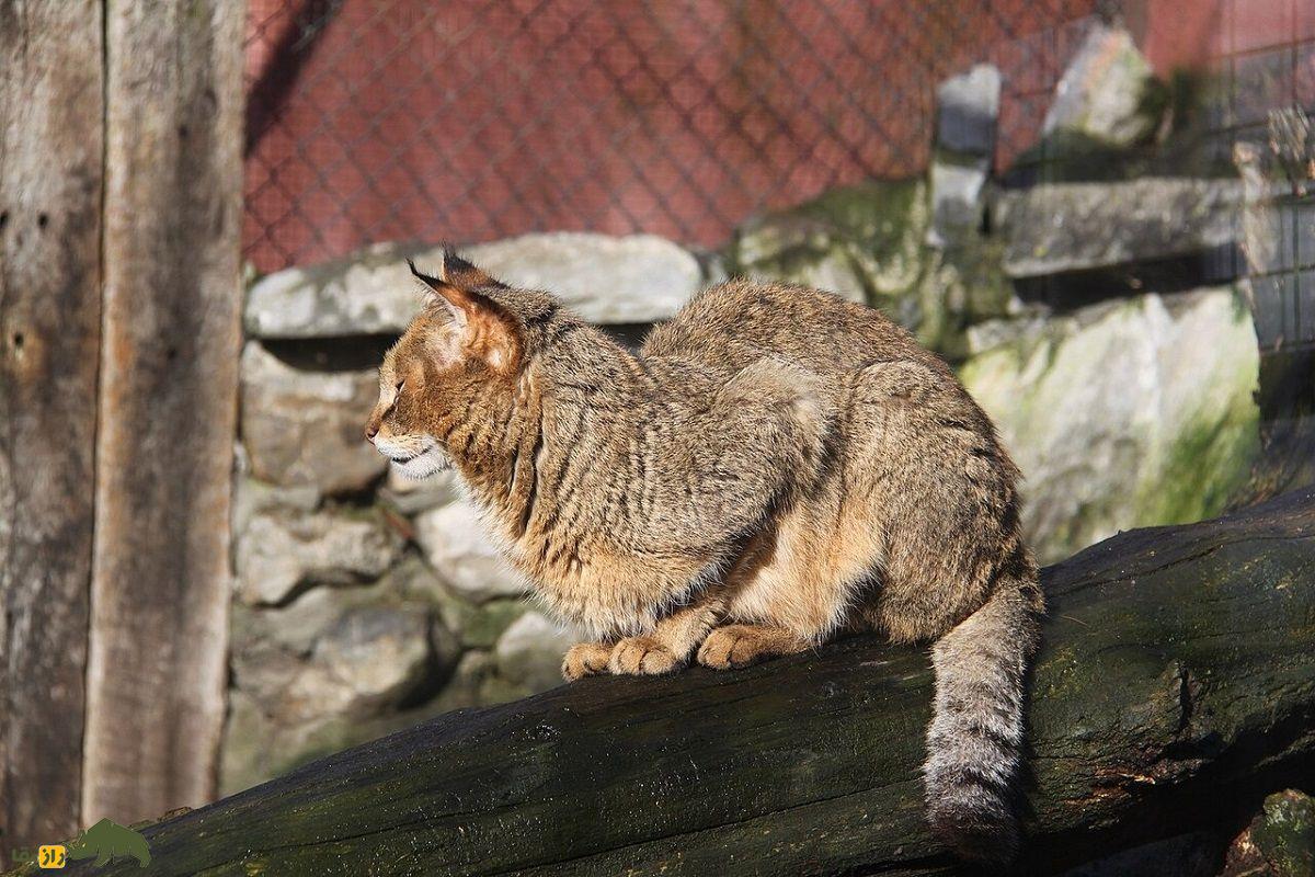 گربه جنگلی؛ گربه معروف به «شکارچی خاموش تالابها» با پاهایی بلند که هنگام خطر «میو میو» نمیکند و صدای سگ میدهد گربه جنگلی