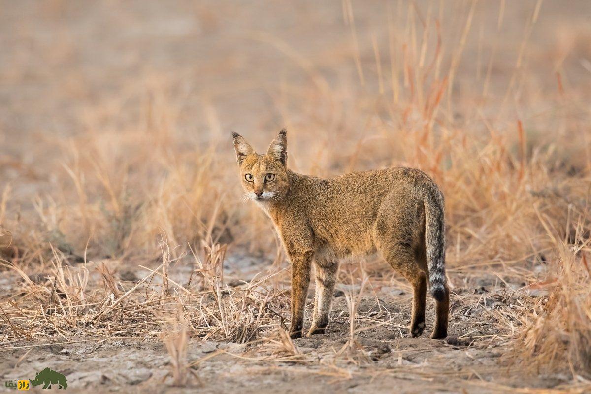 گربه جنگلی؛ گربه معروف به «شکارچی خاموش تالابها» با پاهایی بلند که هنگام خطر «میو میو» نمیکند و صدای سگ میدهد گربه جنگلی