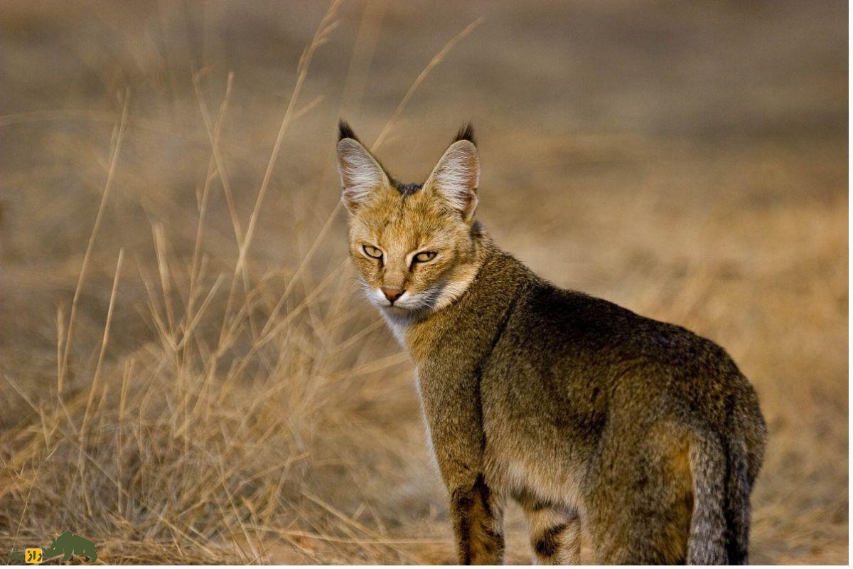 گربه جنگلی؛ گربه معروف به «شکارچی خاموش تالابها» با پاهایی بلند که هنگام خطر «میو میو» نمیکند و صدای سگ میدهد گربه جنگلی