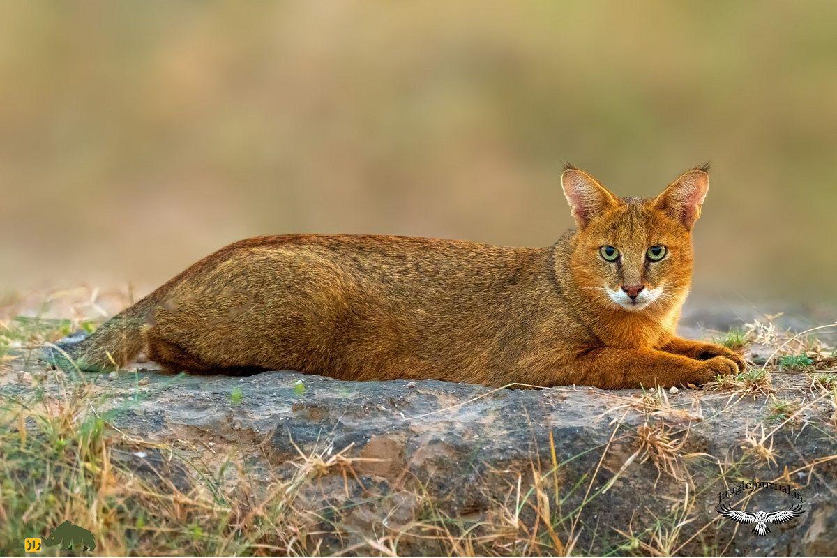 گربه جنگلی؛ گربه معروف به «شکارچی خاموش تالابها» با پاهایی بلند که هنگام خطر «میو میو» نمیکند و صدای سگ میدهد گربه جنگلی
