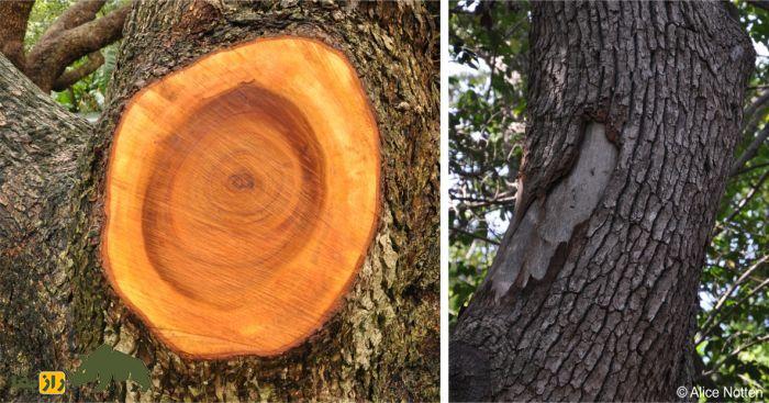 درخت کافور؛ درختی همیشه سبز و خوش عطر که کافور تولید میکند | کافور چیست و چرا در سربازی از کافور استفاده میشود؟ درخت کافور