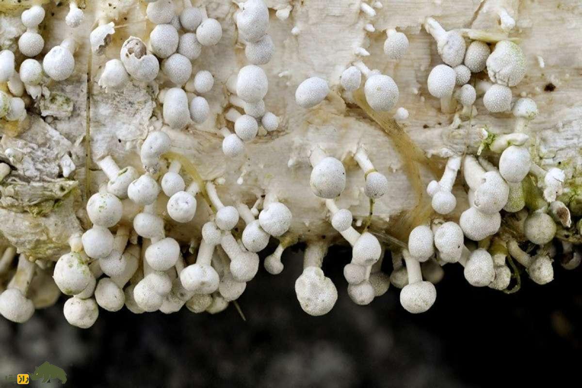 قارچی که استخوان میخورد! راز تاریک Onygena equina؛ شکارچی خاموش بقایای مردگان در طبیعت قارچی که استخوان میخورد! راز تاریک Onygena equina؛ شکارچی خاموش بقایای مردگان در طبیعت