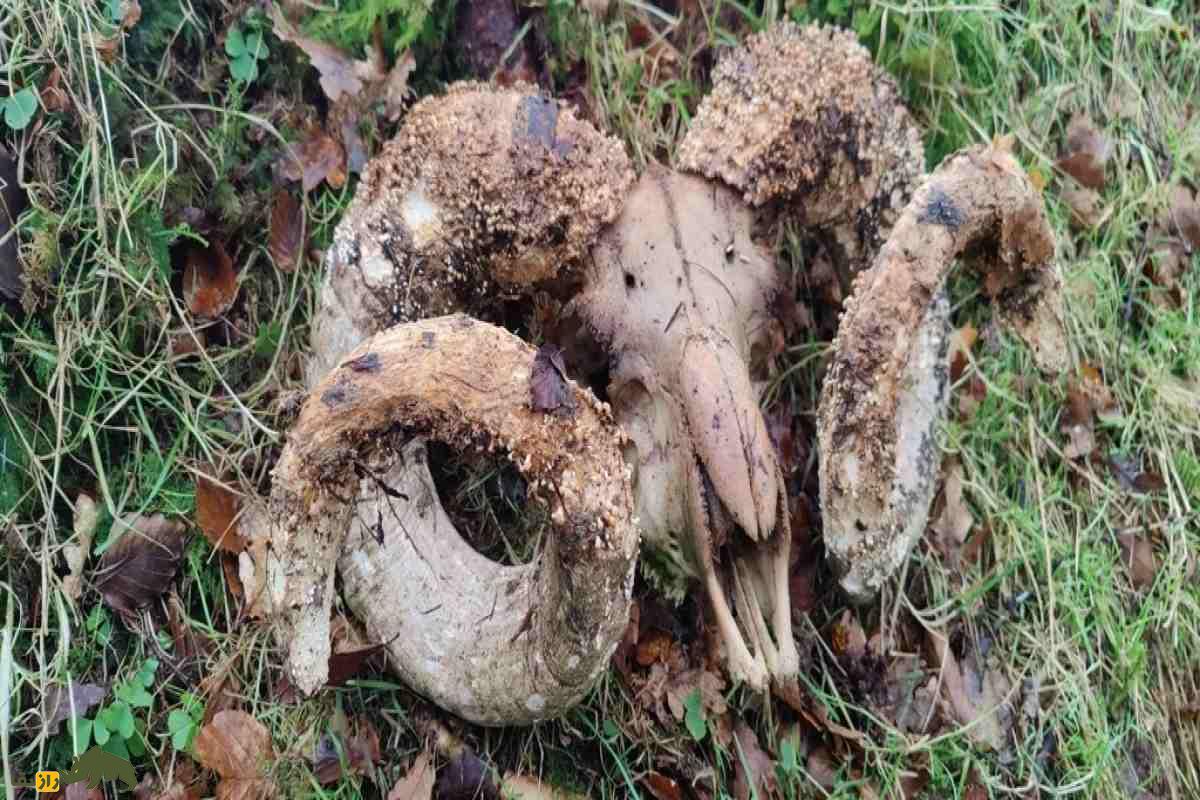 قارچی که استخوان میخورد! راز تاریک Onygena equina؛ شکارچی خاموش بقایای مردگان در طبیعت قارچی که استخوان میخورد! راز تاریک Onygena equina؛ شکارچی خاموش بقایای مردگان در طبیعت