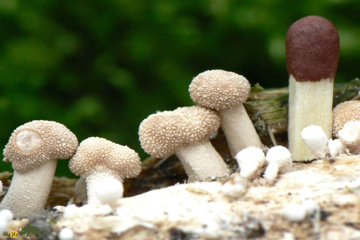 قارچی که استخوان میخورد! راز تاریک Onygena equina؛ شکارچی خاموش بقایای مردگان در طبیعت قارچی که استخوان میخورد! راز تاریک Onygena equina؛ شکارچی خاموش بقایای مردگان در طبیعت