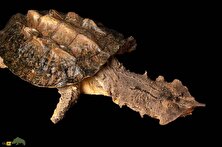 ویدئو | لاکپشتی با صدای جن؛ لاکپشت پیری که با صدای ترسناکش اهالی یک روستا را فراری داد!