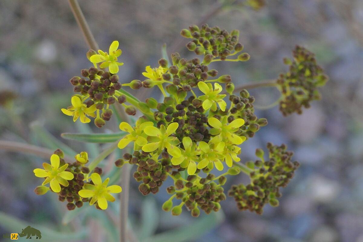 وسمه؛ گیاه رنگزا و دارویی با خواص معجزهآسا که هزار سال است راز طبیعت ایران را حفظ کرده! وسمه؛ گیاه رنگزا و دارویی با خواص معجزهآسا که هزار سال است راز طبیعت ایران را حفظ کرده!