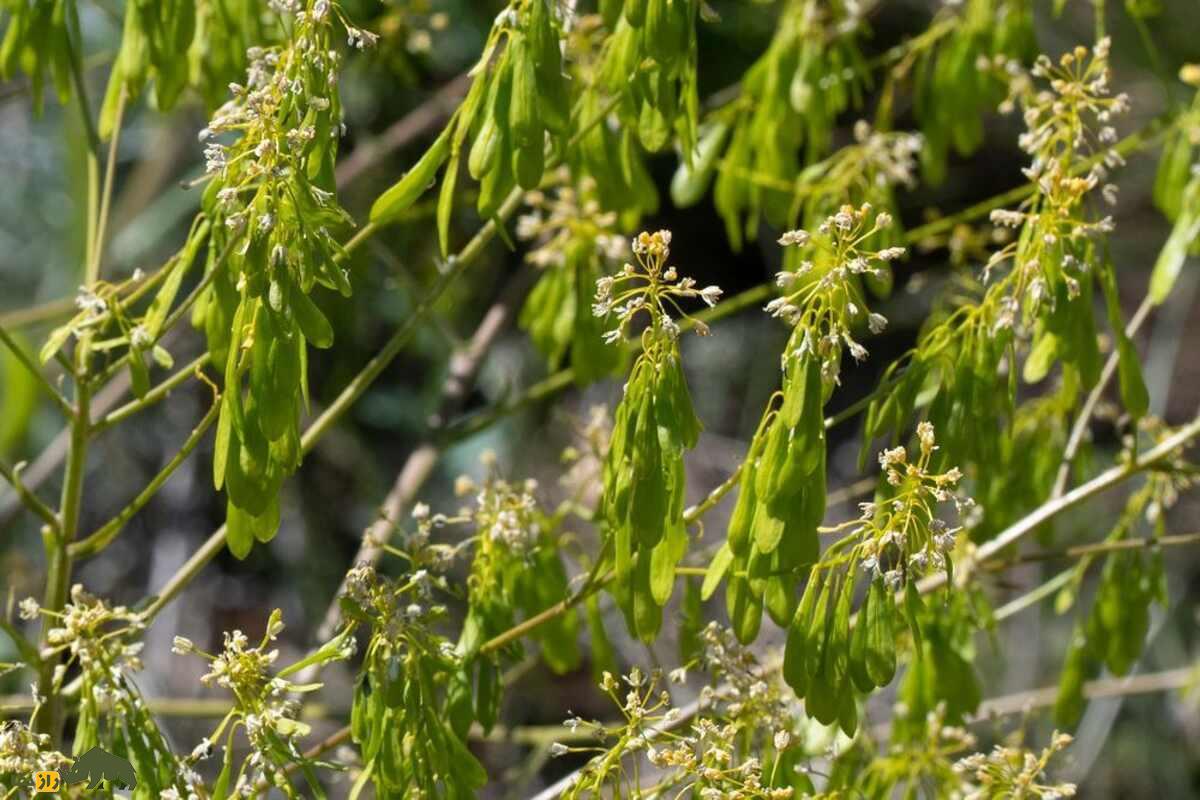 وسمه؛ گیاه رنگزا و دارویی با خواص معجزهآسا که هزار سال است راز طبیعت ایران را حفظ کرده! وسمه؛ گیاه رنگزا و دارویی با خواص معجزهآسا که هزار سال است راز طبیعت ایران را حفظ کرده!