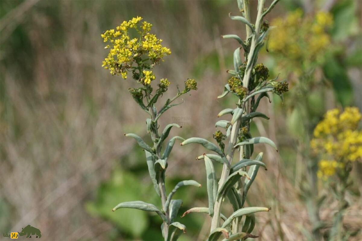 وسمه؛ گیاه رنگزا و دارویی با خواص معجزهآسا که هزار سال است راز طبیعت ایران را حفظ کرده! وسمه؛ گیاه رنگزا و دارویی با خواص معجزهآسا که هزار سال است راز طبیعت ایران را حفظ کرده!