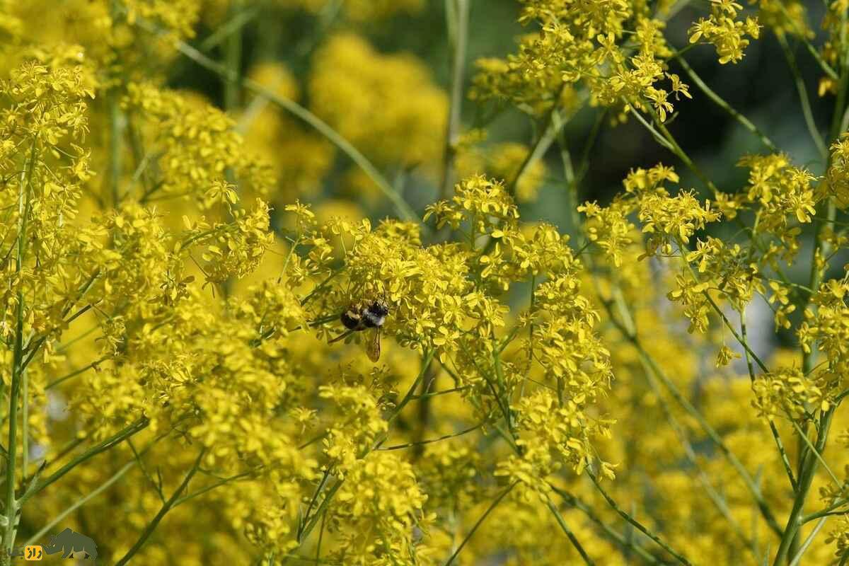 وسمه؛ گیاه رنگزا و دارویی با خواص معجزهآسا که هزار سال است راز طبیعت ایران را حفظ کرده! وسمه؛ گیاه رنگزا و دارویی با خواص معجزهآسا که هزار سال است راز طبیعت ایران را حفظ کرده!