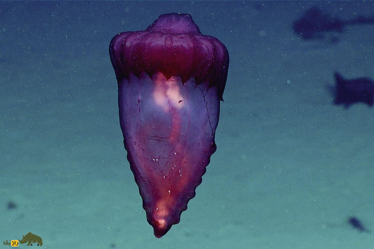 هیولای مرغ بیسر؛ شگفتانگیزترین خیار دریایی اعماق اقیانوس با تغذیه رسوبات، شنا با بالههای پردهای هیولای مرغ بیسر؛ شگفتانگیزترین خیار دریایی اعماق اقیانوس با تغذیه رسوبات، شنا با بالههای پردهای