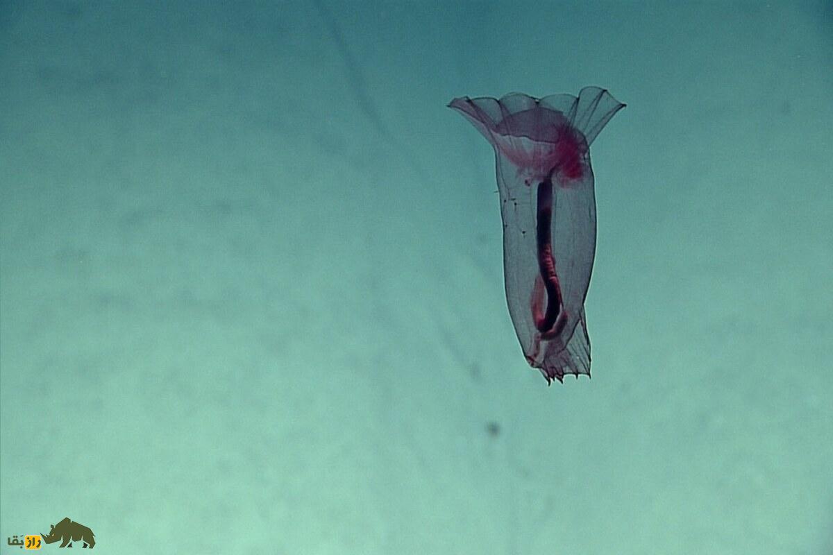 هیولای مرغ بیسر؛ شگفتانگیزترین خیار دریایی اعماق اقیانوس با تغذیه رسوبات، شنا با بالههای پردهای هیولای مرغ بیسر؛ شگفتانگیزترین خیار دریایی اعماق اقیانوس با تغذیه رسوبات، شنا با بالههای پردهای