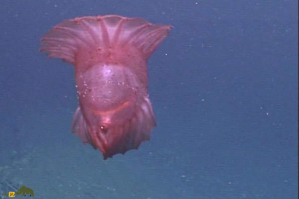 هیولای مرغ بیسر؛ شگفتانگیزترین خیار دریایی اعماق اقیانوس با تغذیه رسوبات، شنا با بالههای پردهای هیولای مرغ بیسر؛ شگفتانگیزترین خیار دریایی اعماق اقیانوس با تغذیه رسوبات، شنا با بالههای پردهای