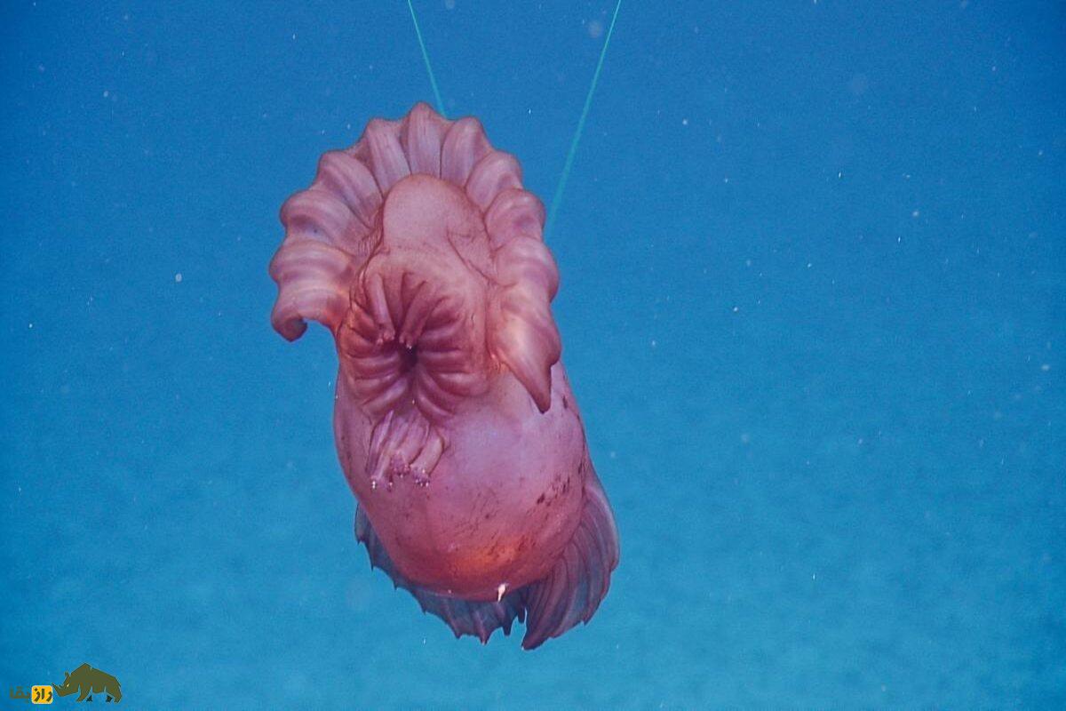 هیولای مرغ بیسر؛ شگفتانگیزترین خیار دریایی اعماق اقیانوس با تغذیه رسوبات، شنا با بالههای پردهای هیولای مرغ بیسر؛ شگفتانگیزترین خیار دریایی اعماق اقیانوس با تغذیه رسوبات، شنا با بالههای پردهای