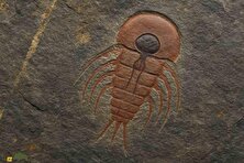 کشف شگفت‌انگیز مغز وارونه جانور باستانی؛ راز منشأ عنکبوت‌ها فاش شد!