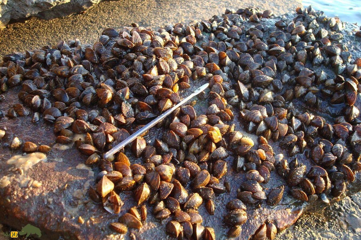 صدف گورخری؛ صدفی یک سانتیمتری با خطوطی شبیه گورخر که یک تصفیهکننده طبیعی آب است صدف گورخری