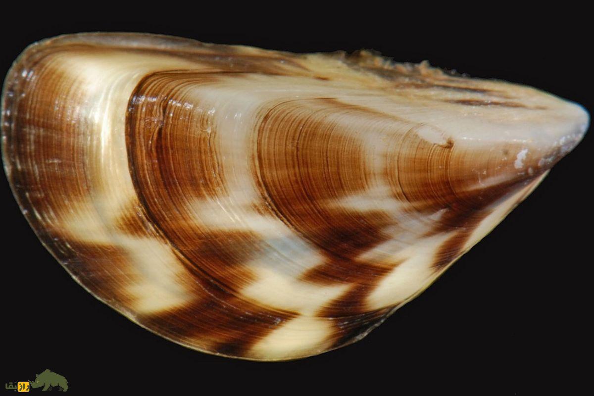 صدف گورخری؛ صدفی یک سانتیمتری با خطوطی شبیه گورخر که یک تصفیهکننده طبیعی آب است صدف گورخری