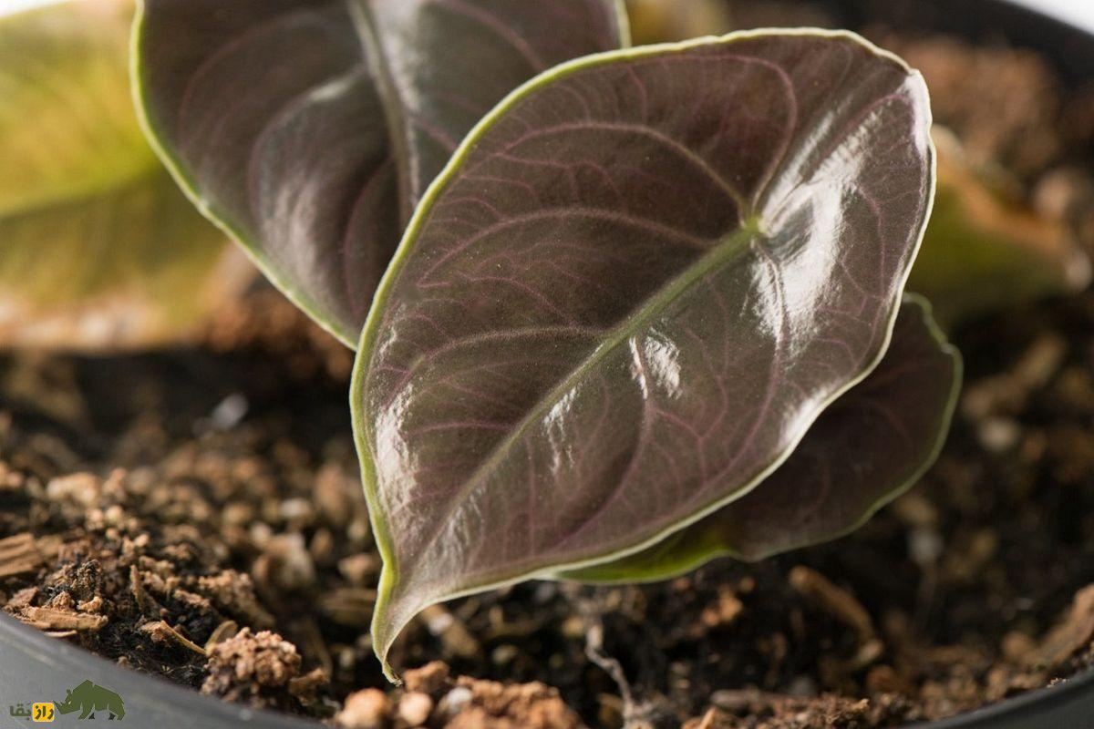 مامبوی قرمز؛ گیاهی زیبا و محبوب شبکههای اجتماعی معروف به «آلوکازیای جواهر» که فلزی رنگ است و حدود ۲۰۰ میلیون تومان قیمت دارد مامبوی قرمز