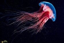 کشف مانع ناشناخته در اعماق اقیانوس؛ چرا برخی جانوران هرگز از قطب شمال به اقیانوس اطلس نمی‌رسند؟